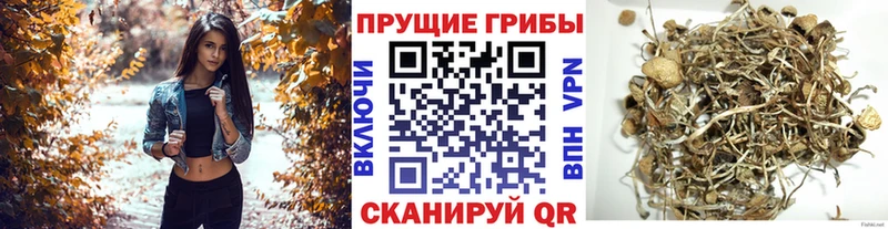 Псилоцибиновые грибы ЛСД  купить   Холм 